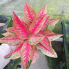 Aglaonema Gold Star 9cm