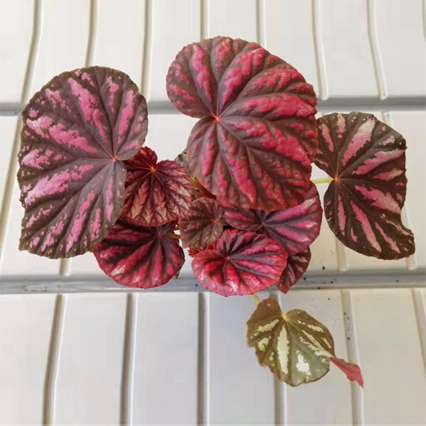 Begonia