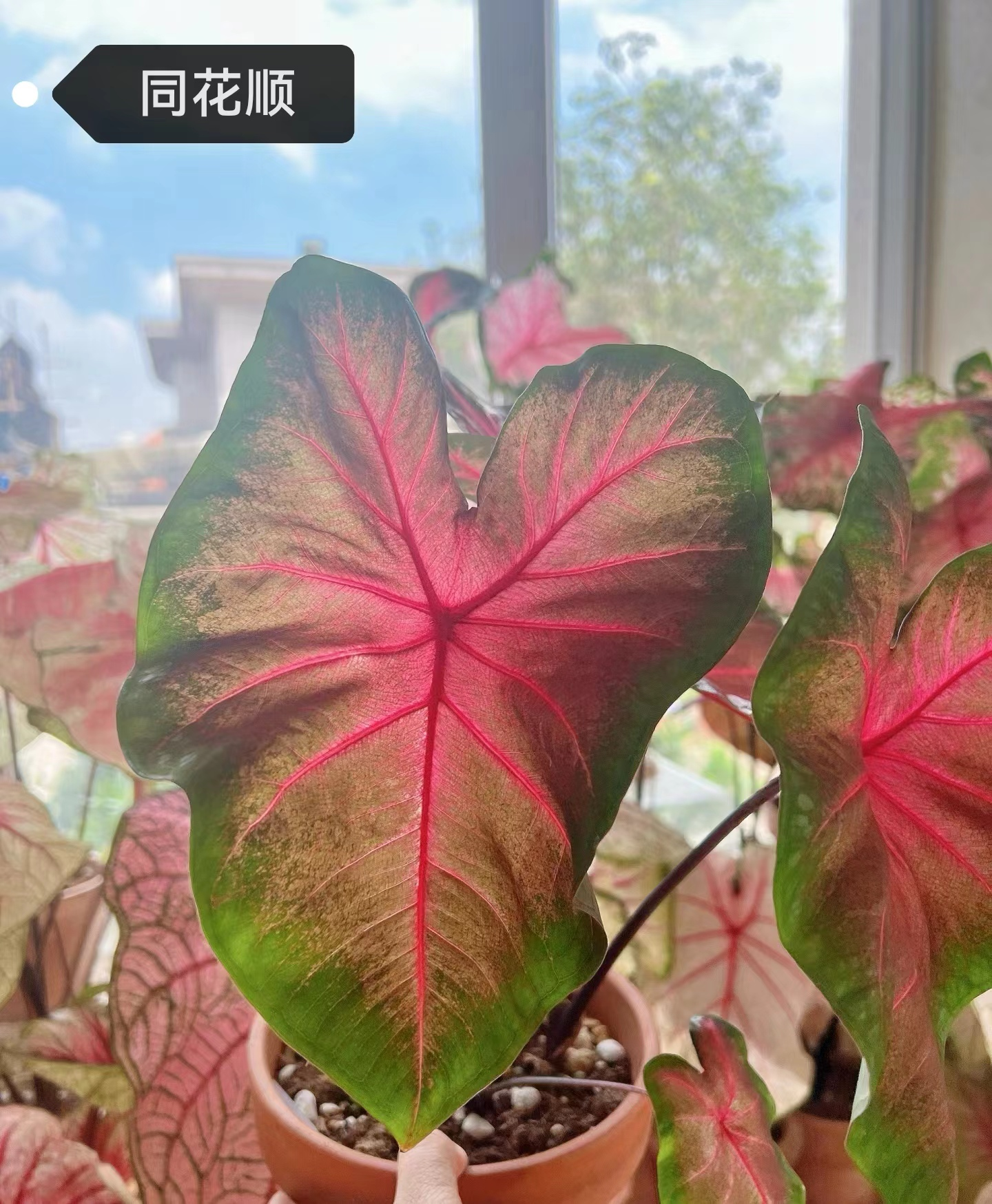 Caladium caroline tree plum gingeread sequence white column princess castle annie