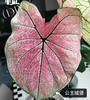 Caladium caroline tree plum gingeread sequence white column princess castle annie