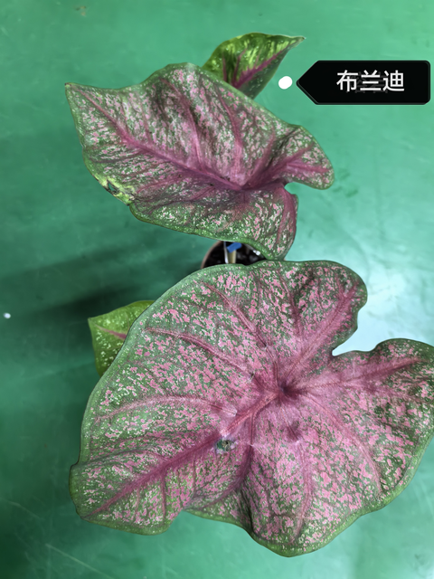 Caladium Brandi cherry pale moonshine fantasy white queen bicolor celebrttion