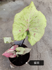Caladium red moonlight peri mew sakura freckle Pink cloud bicolor Pink summer