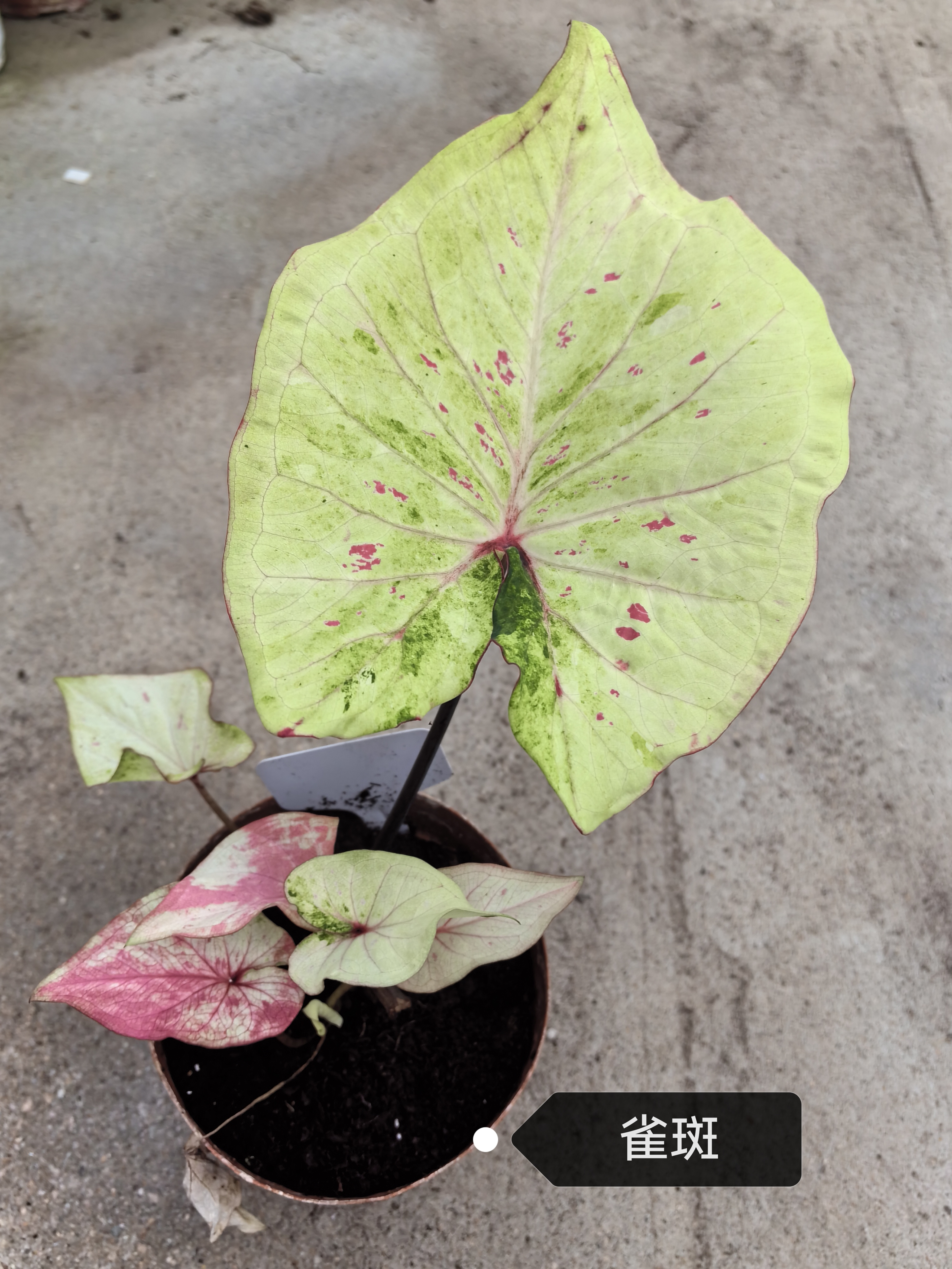 Caladium red moonlight peri mew sakura freckle Pink cloud bicolor Pink summer