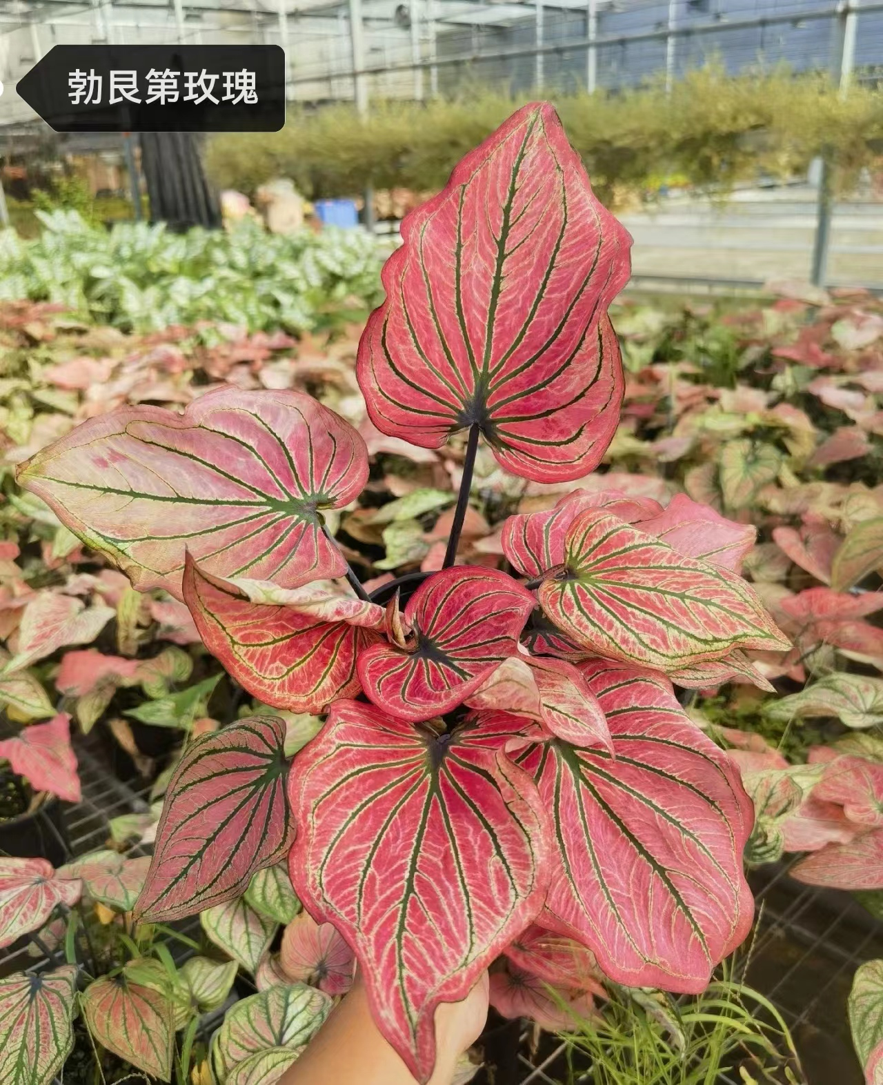 Caladium The Burgundy Rose Monica Siamese month spring day Moonlight raspberry