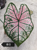 Caladium The Burgundy Rose Monica Siamese month spring day Moonlight raspberry