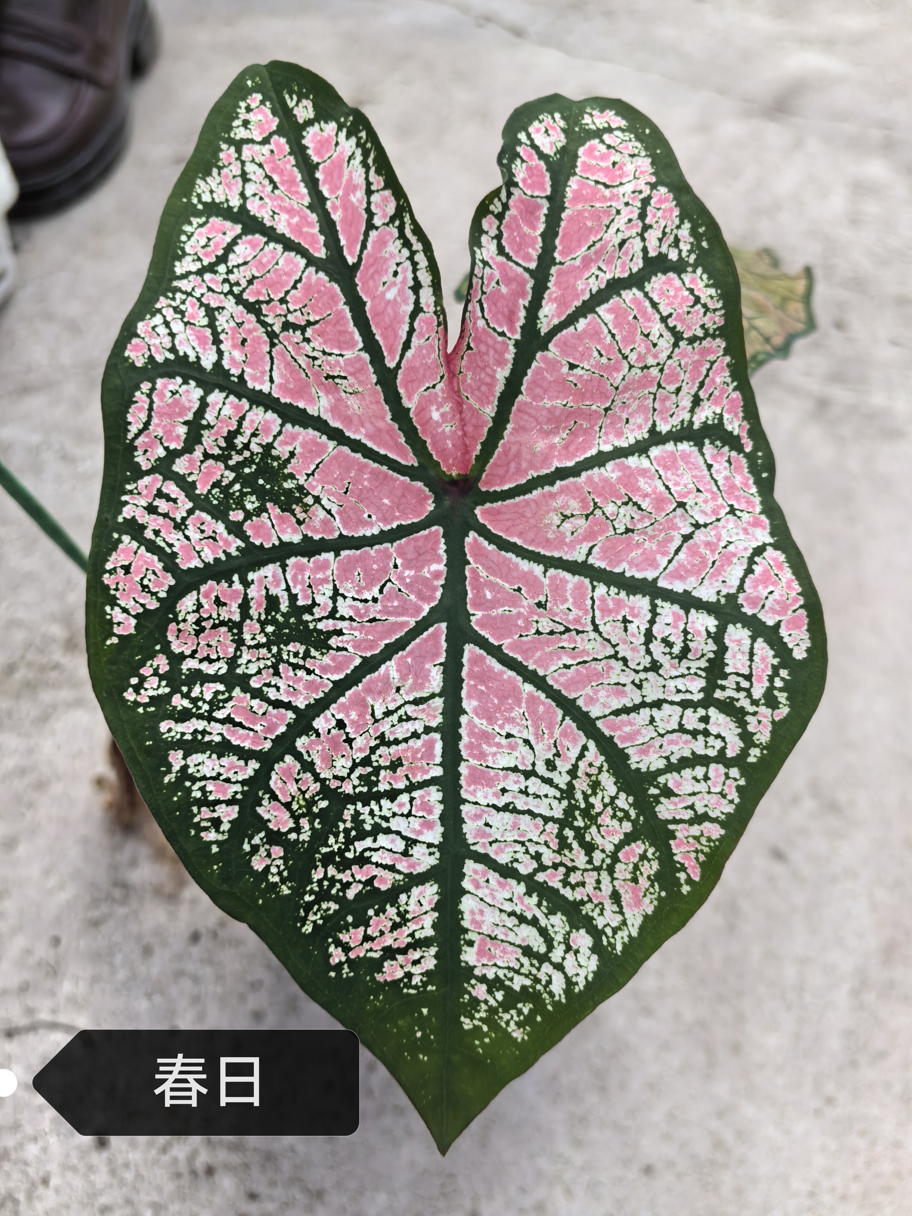 Caladium The Burgundy Rose Monica Siamese month spring day Moonlight raspberry