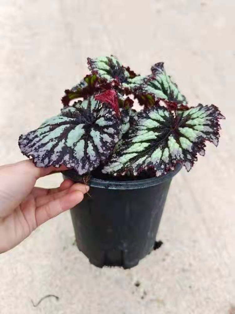 Begonia 'Fireworks' 0.3G YANHUO