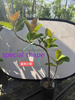 Shivereana Ficus