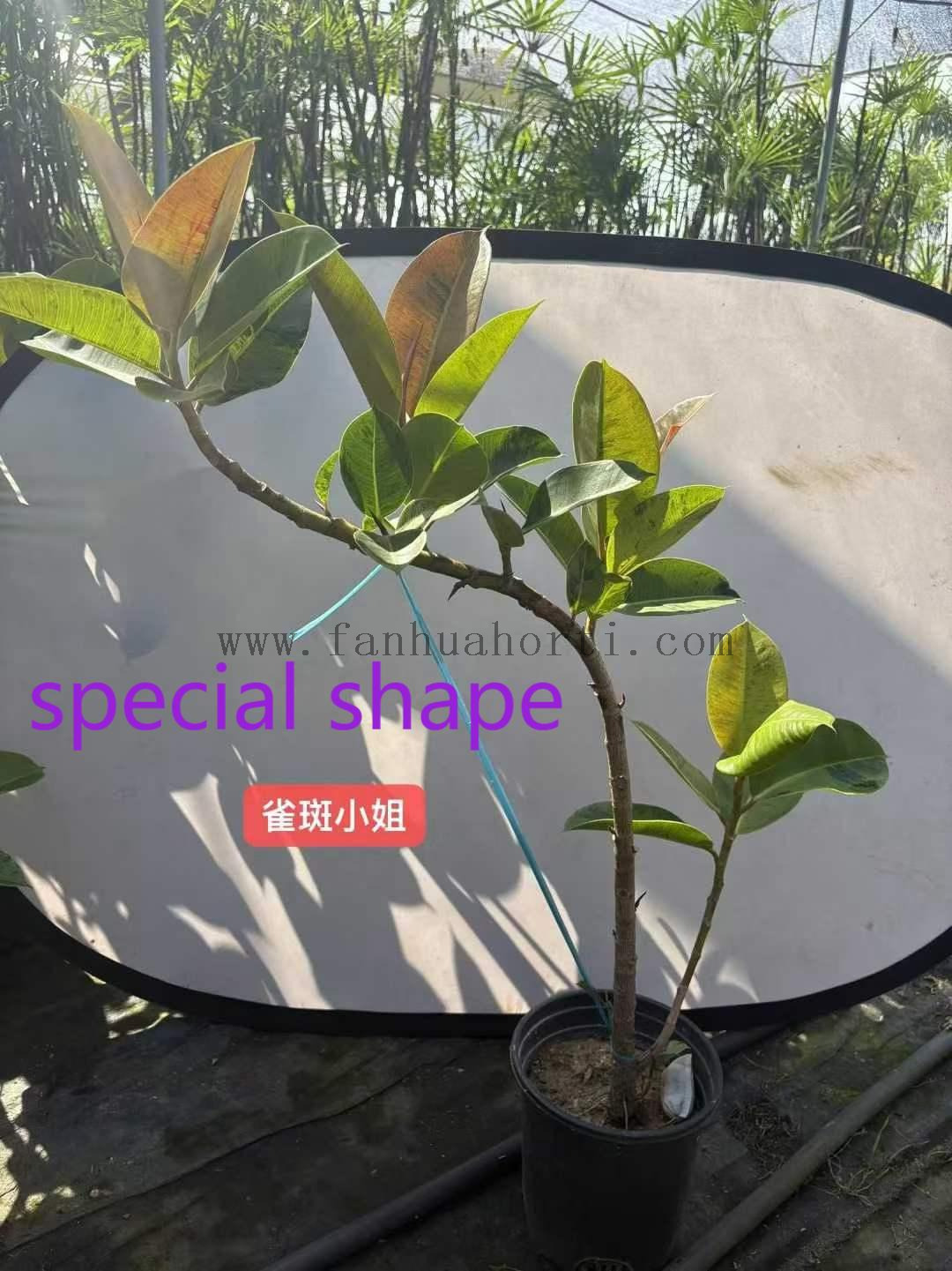 Shivereana Ficus