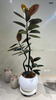 Burgundy Ficus for indoor