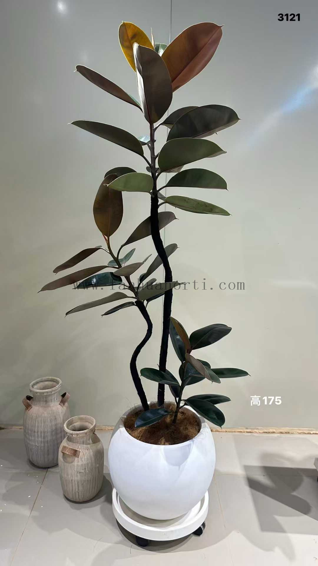 Burgundy Ficus for indoor