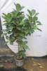 Audrey Ficus for Indoor