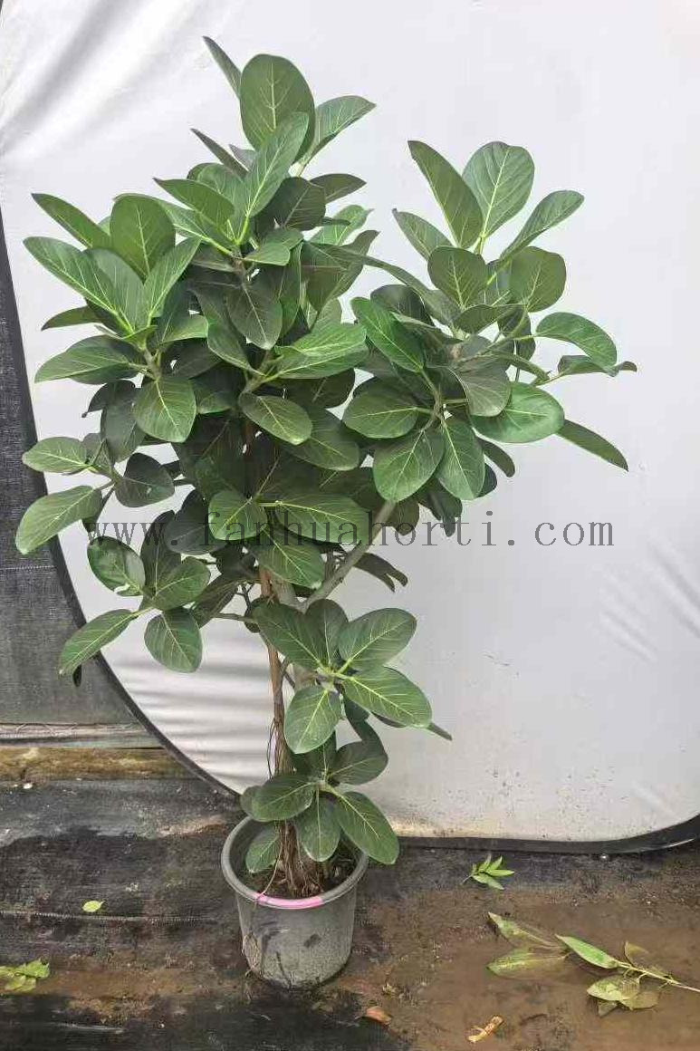 Audrey Ficus for Indoor