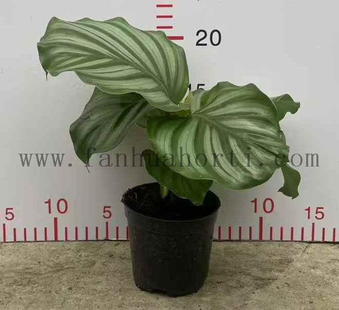 Calathea Orbifolia