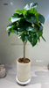Umbellata Ficus for indoor