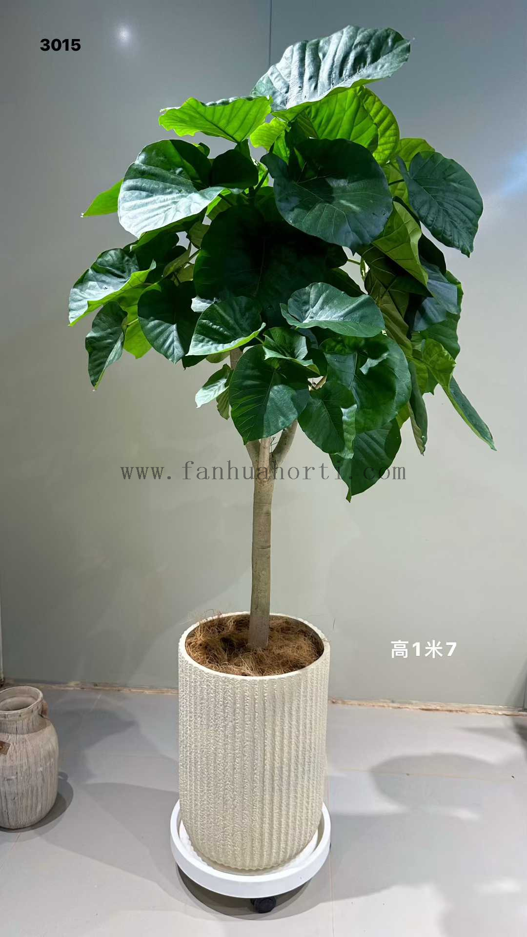 Umbellata Ficus for indoor