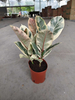 Tineke Ficus 