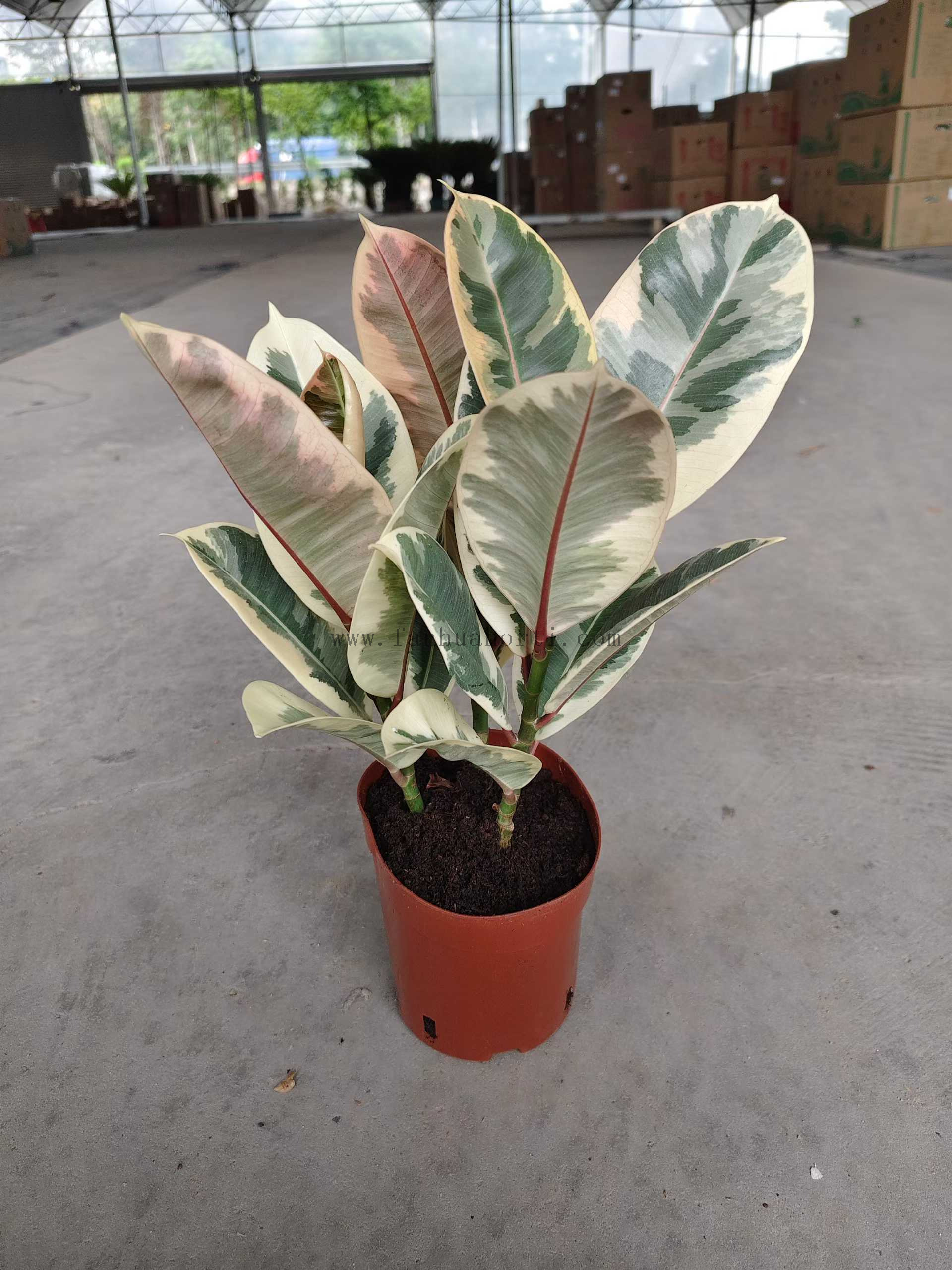 Tineke Ficus 