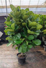 Lyrata Ficus for Indoor