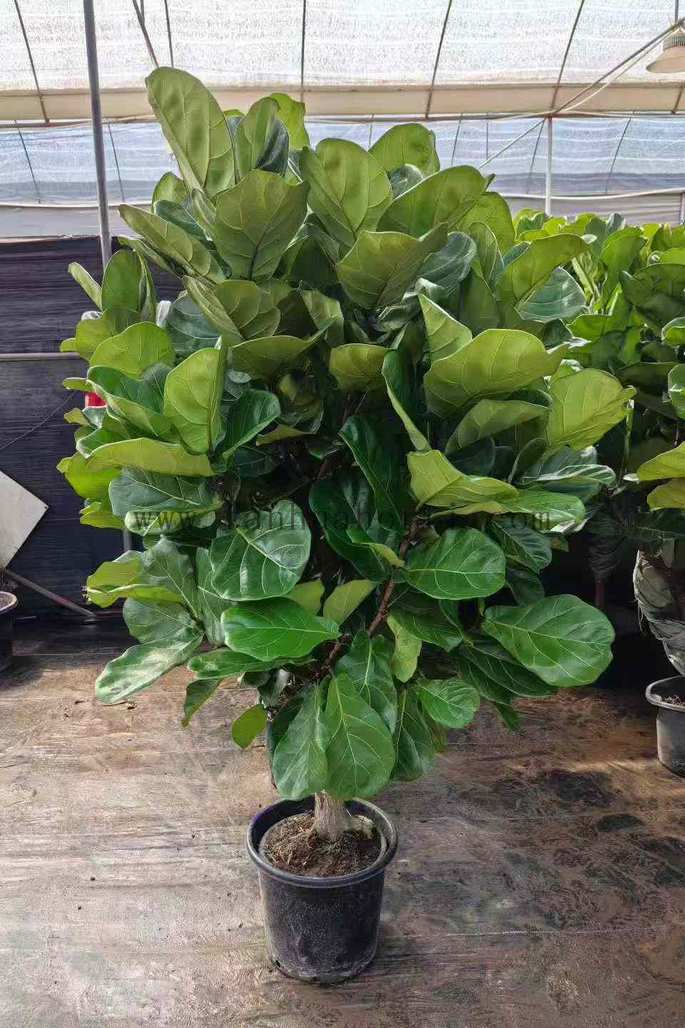 Lyrata Ficus for Indoor