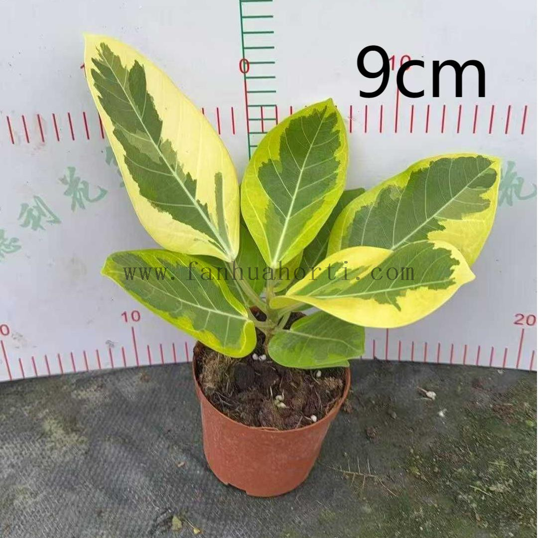 花叶富贵榕90-1