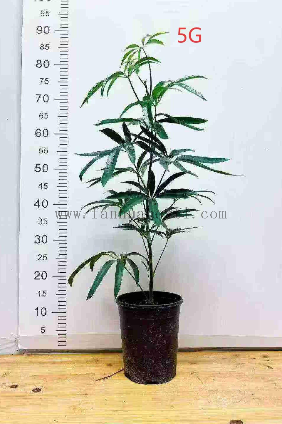 Hawaiian Schefflera
