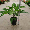 Alpine Schefflera