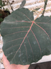 Petiolaris Ficus
