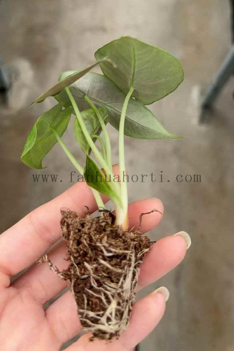 2紫玉风铃苗-1