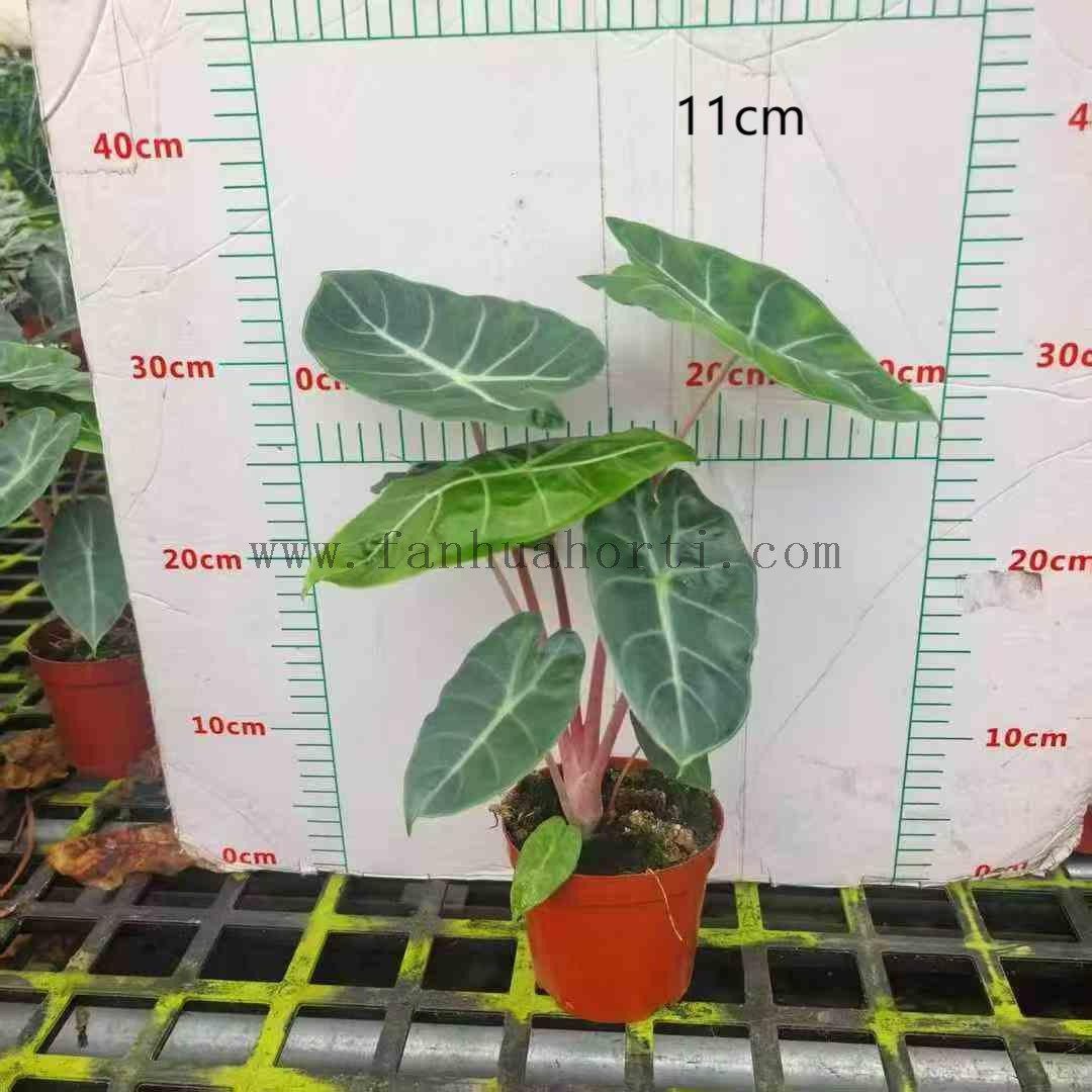 粉龙110-1