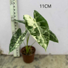 Variegata Frydek Alocasia 