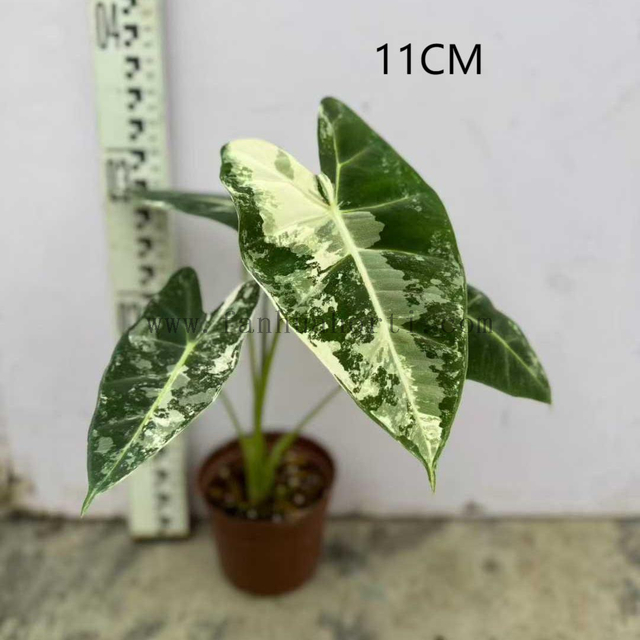 Variegata Frydek Alocasia 