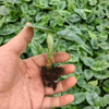 SILVER DRAGON Alocasia 