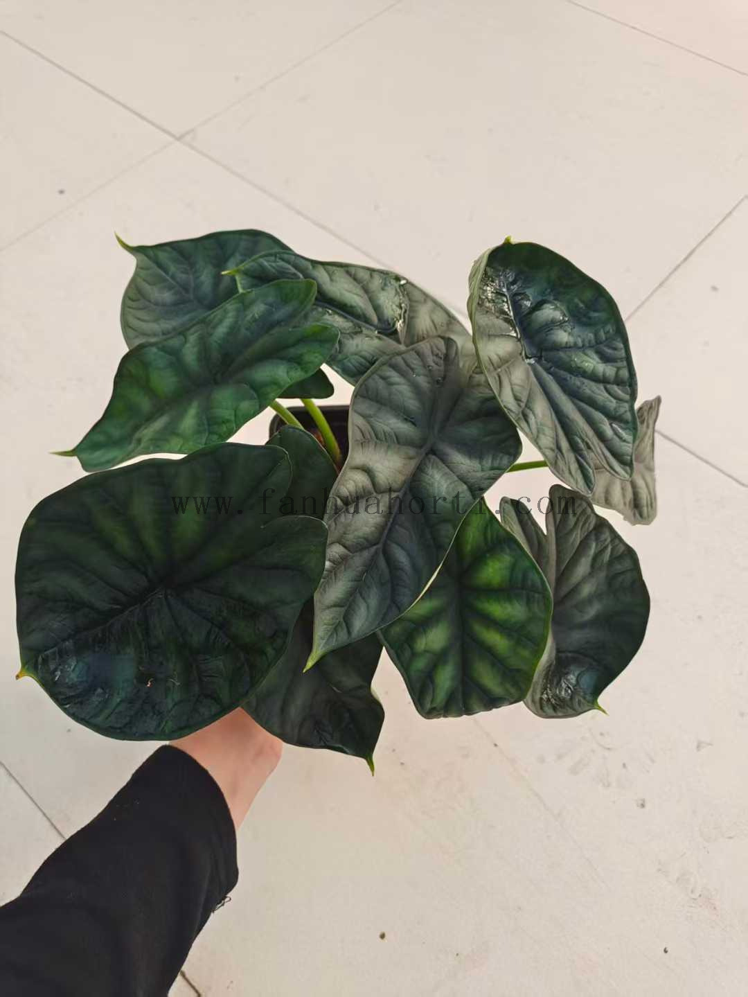 Silver Dragon Scale Alocasia