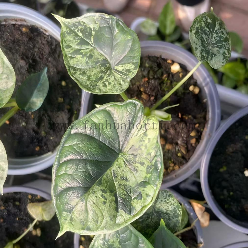 Baginda Dragon Scale Var Alocasia