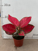 Red Valentine Aglaonema