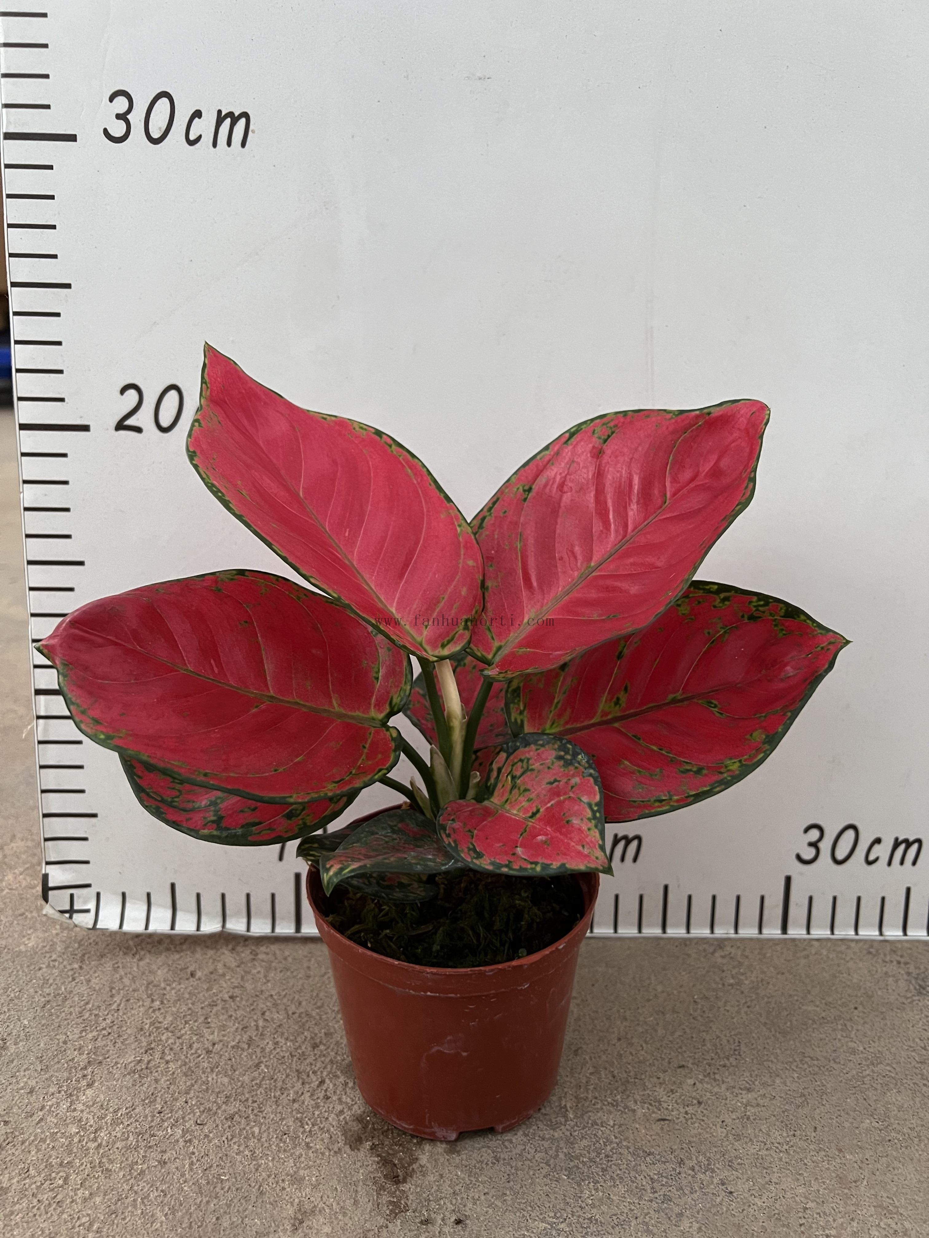 Red Valentine Aglaonema