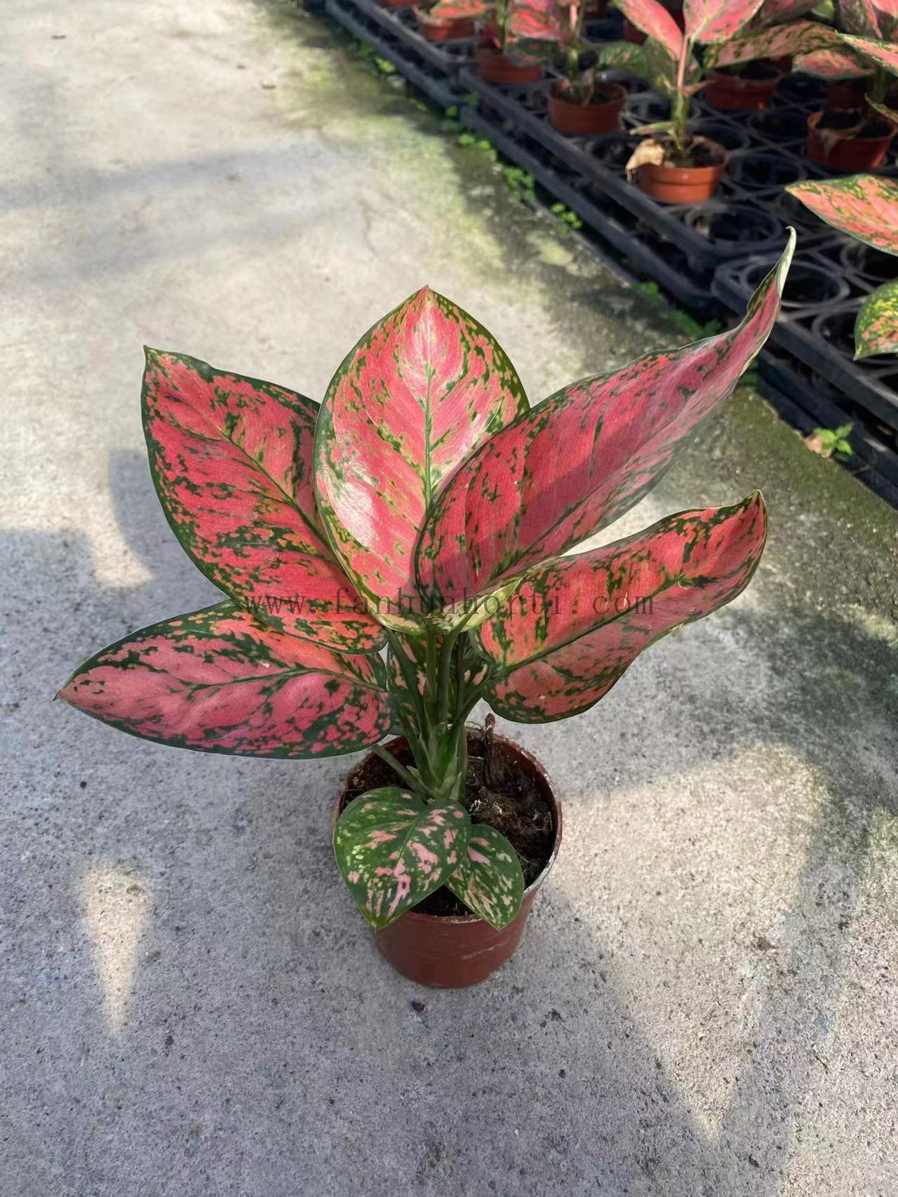 Aglaonema Red Valentine