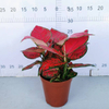 Red Valentine Aglaonema