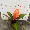 Sun Emperor Philodendron 140#