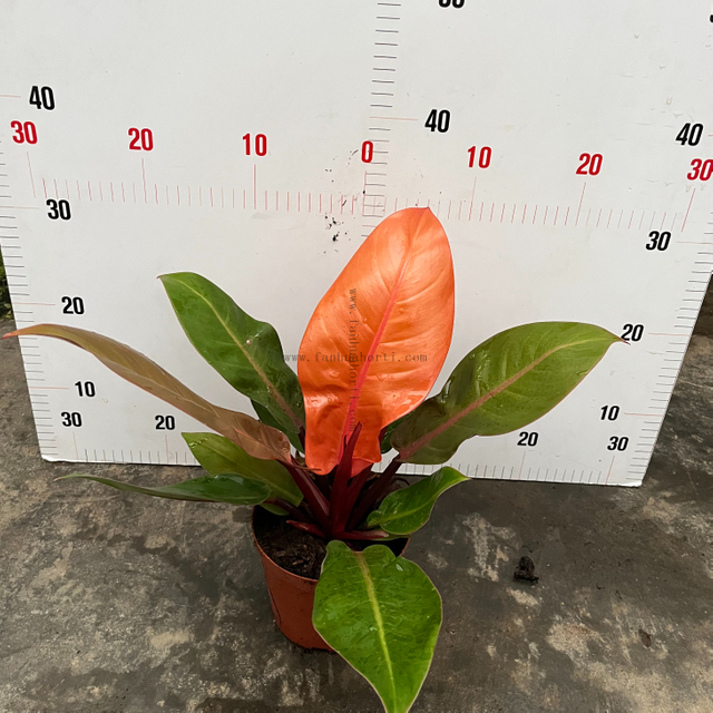 Sun Emperor Philodendron 140#