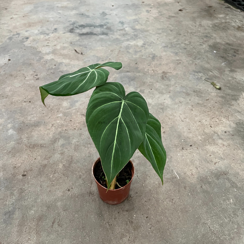 Philodendron Gloriosum 110#