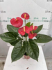 Anthurium Andraeanum Terenza 140#