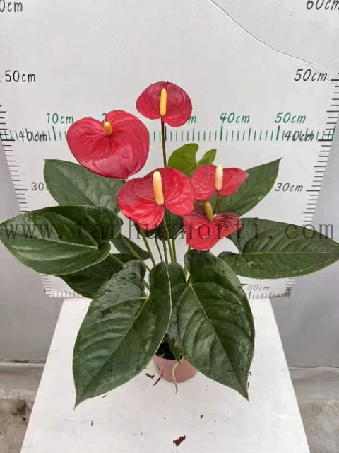 Anthurium Andraeanum Terenza 140#