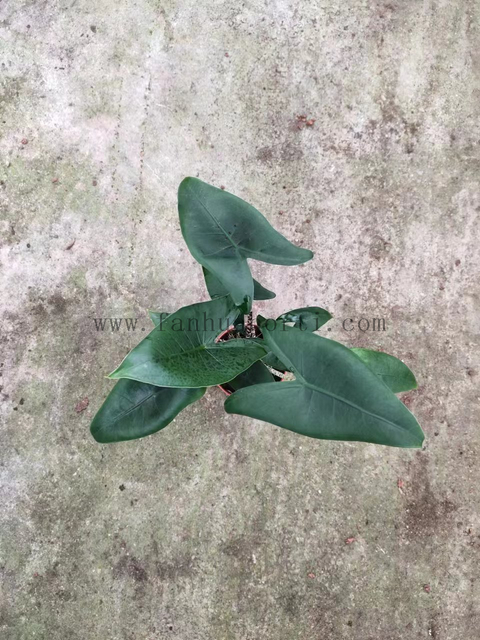 Alocasia Zabrina Double Plant 110#