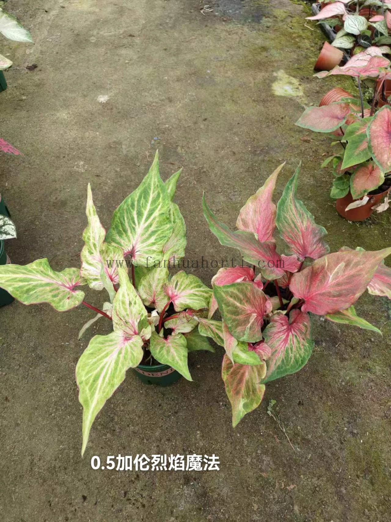 Caladium Biocolor Wholesale Nursery Indoor Potted Green Plants Ornamental Bonsai Beautiful Indoor Plant