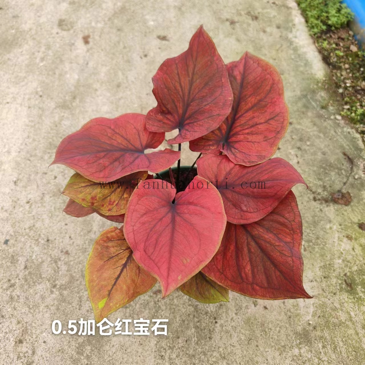 Caladium Biocolor Wholesale Nursery Indoor Potted Green Plants Ornamental Bonsai Beautiful Indoor Plant