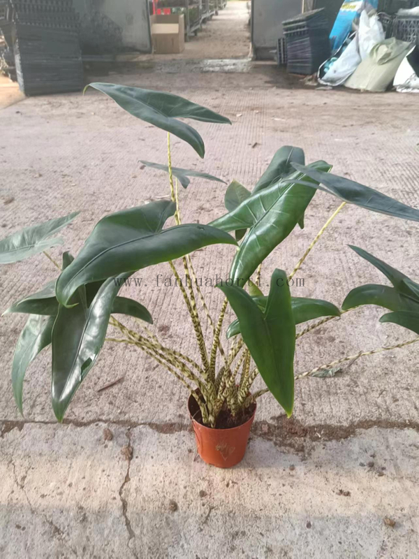 Alocasia Zabrina Triple Plant 140#