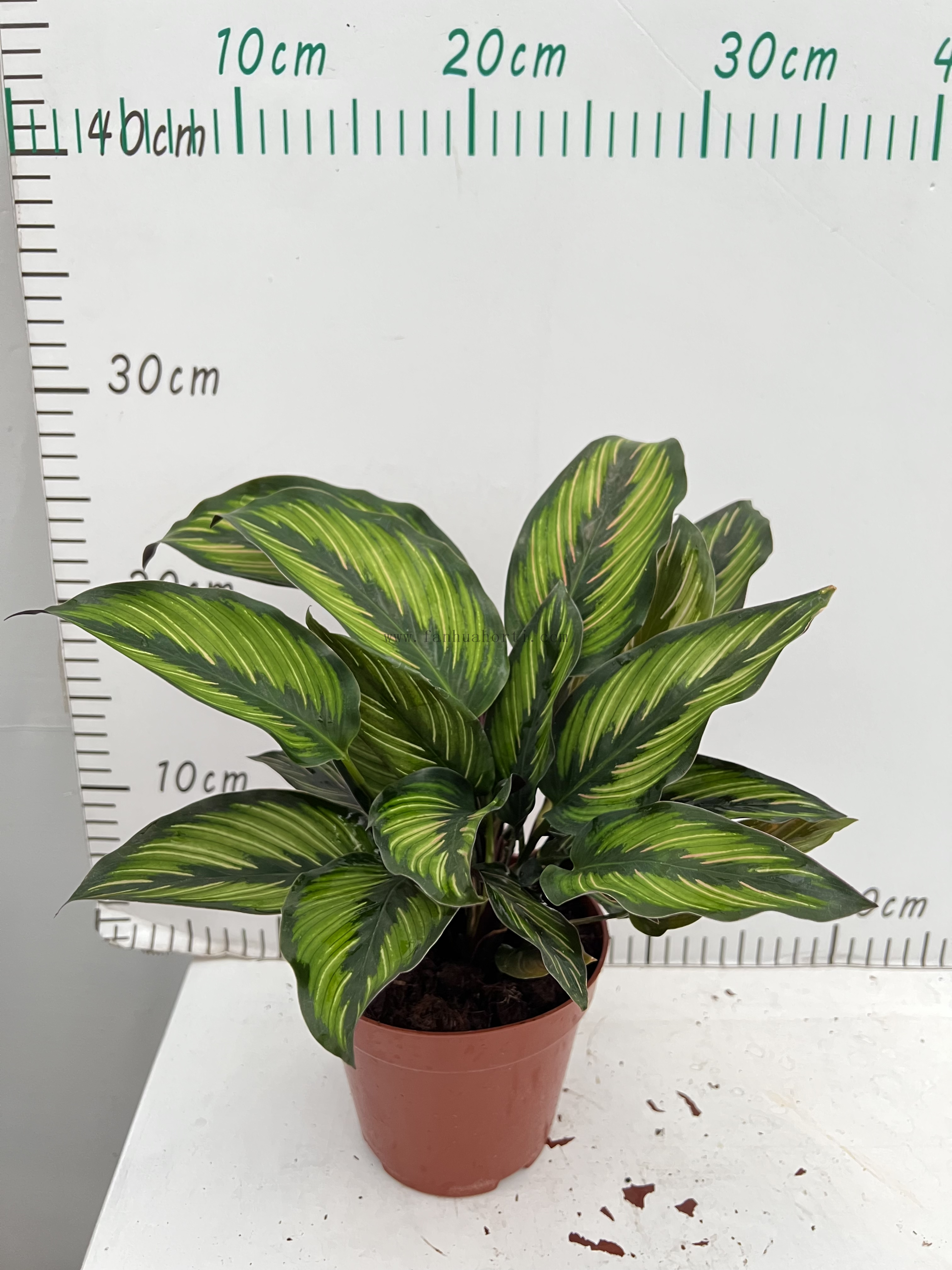 Glamour Star Calathea 120#