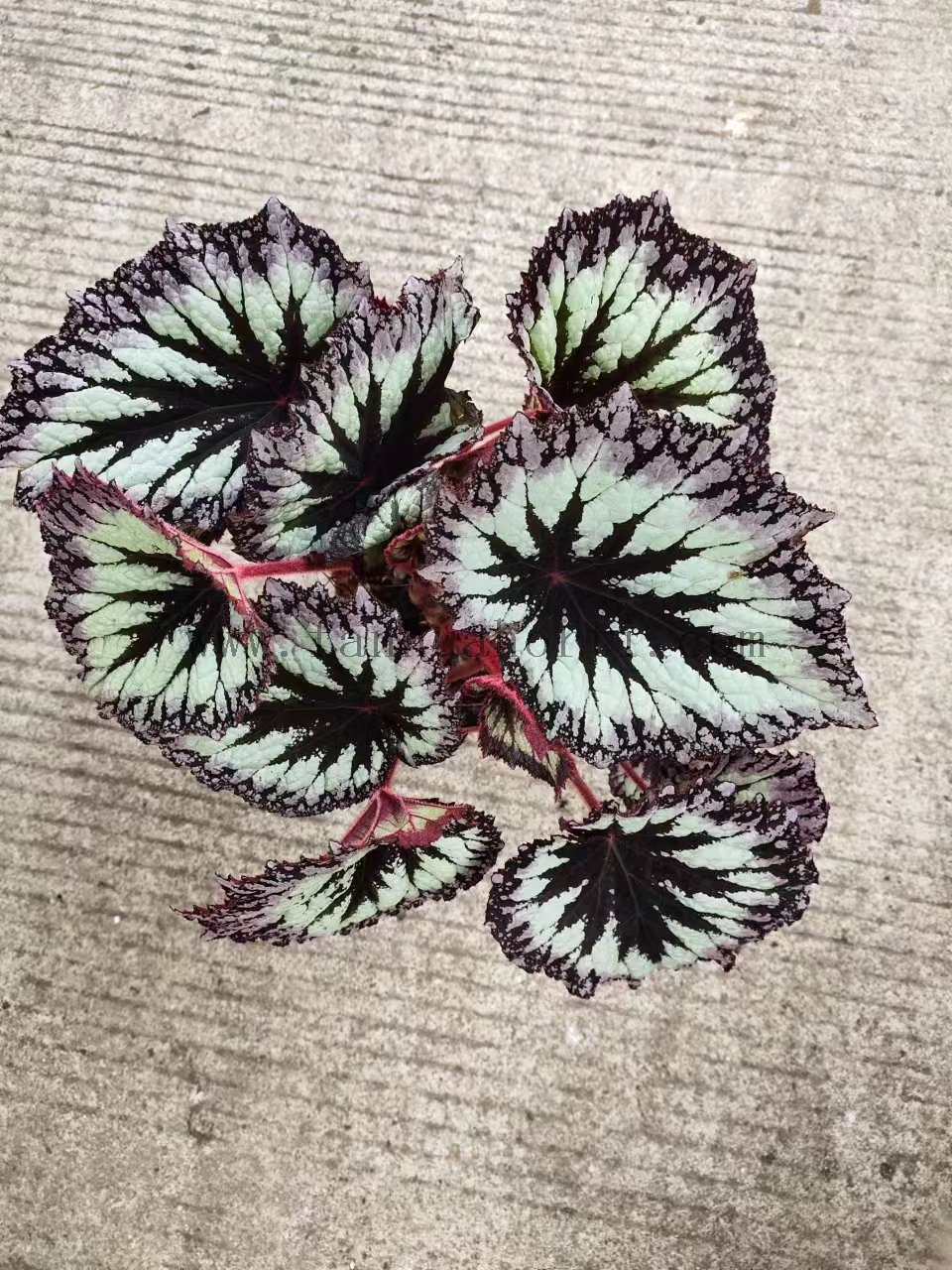 Begonia Fireworks 180#